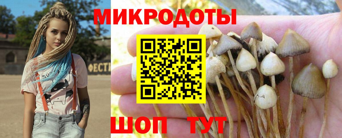 Псилоцибиновые грибы прущие грибы  Вход с VPN  Псилоцибиновые грибы мицелий  Магадан 